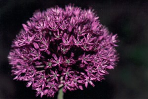 Närbild av kirgislök, Allium aflatunense Närbild av kirgislök, Allium aflatunense